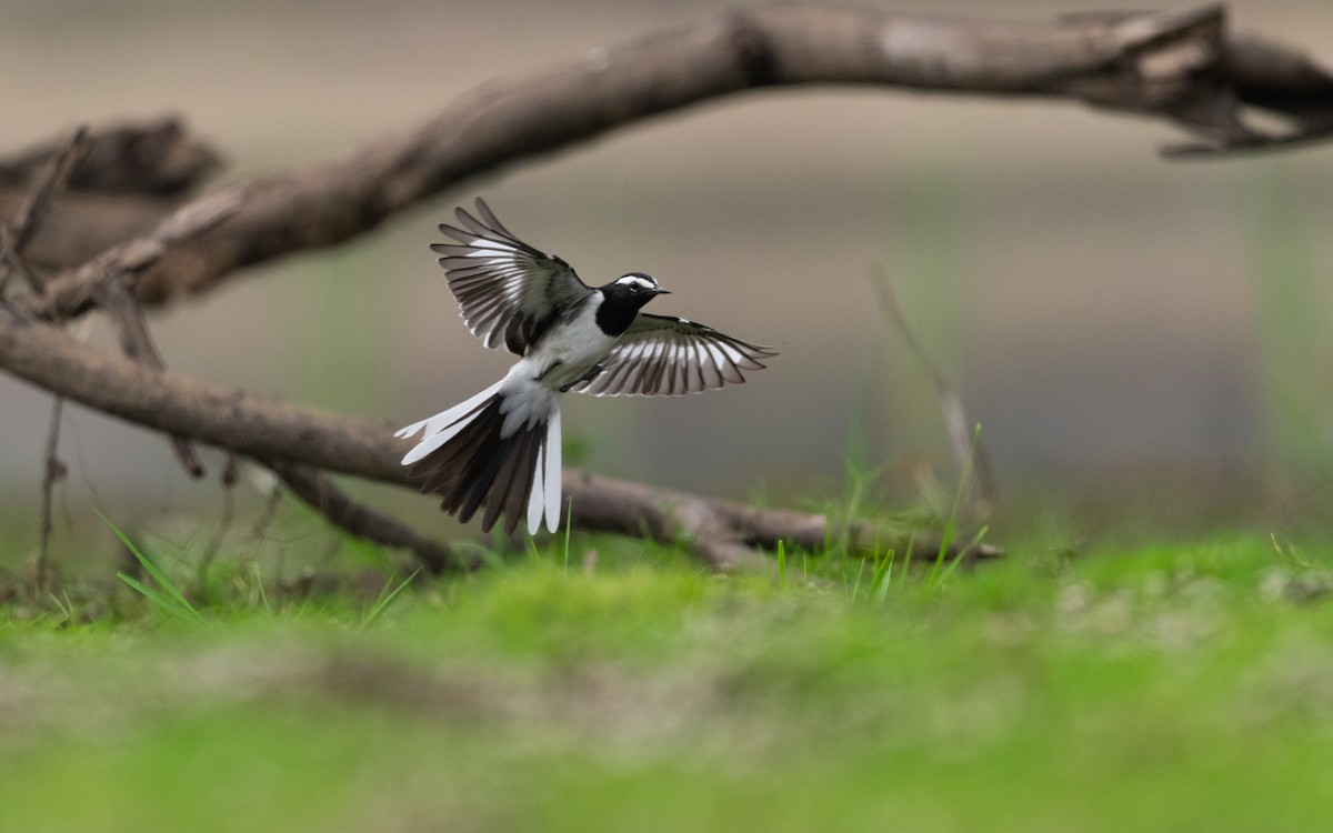 White-browed Wagtail - ML620166438