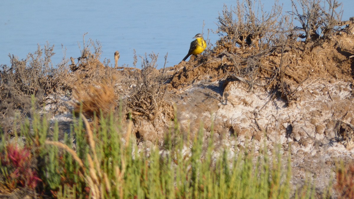 Western Yellow Wagtail - ML620166442