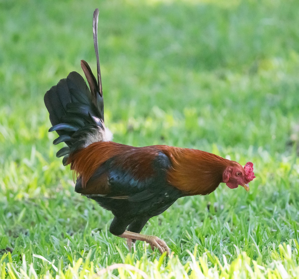 Red Junglefowl (Domestic type) - ML620166450