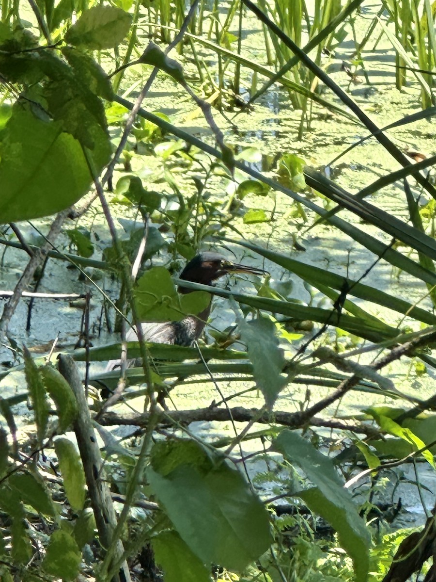 Green Heron - ML620166453