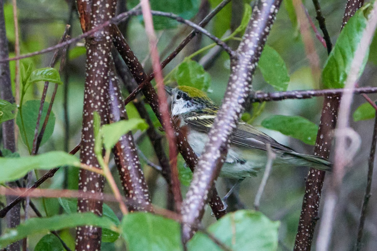 Chestnut-sided Warbler - ML620166455