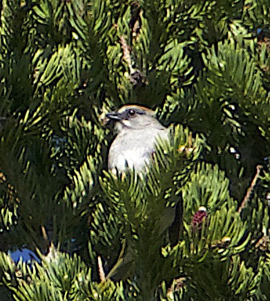 Green-tailed Towhee - ML620166456