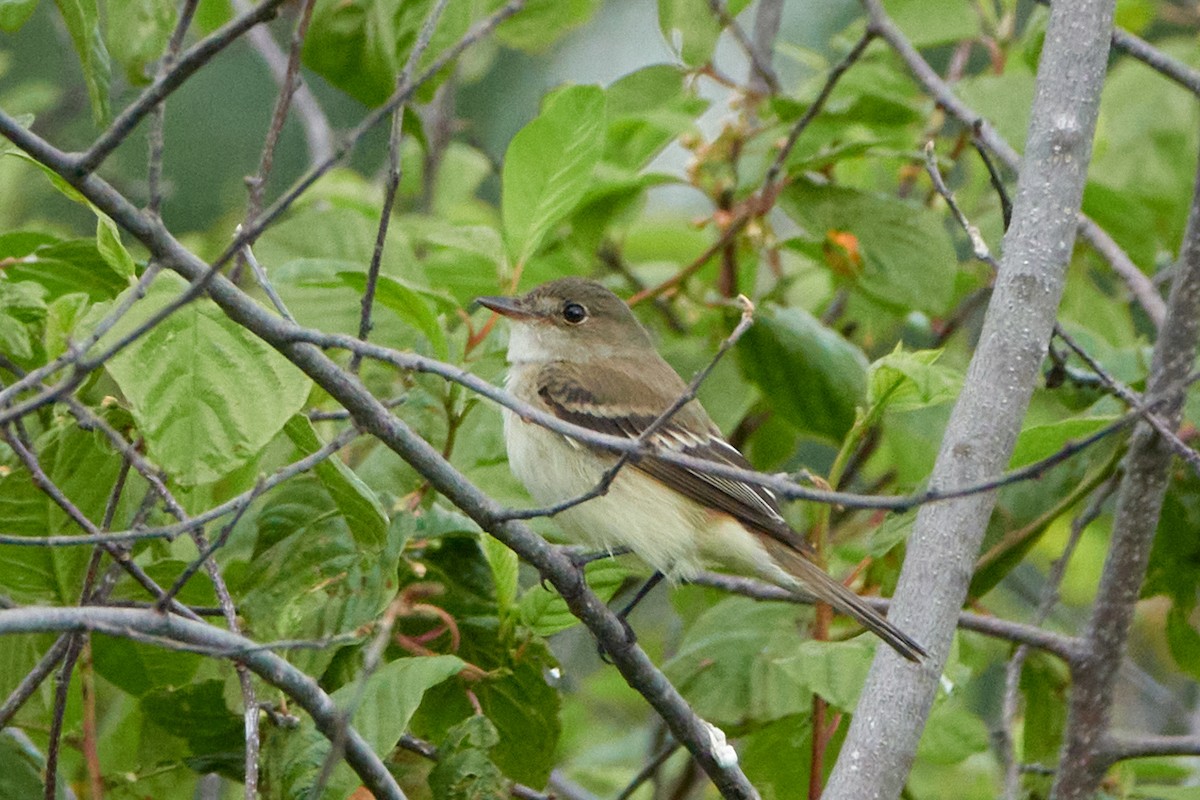 Alder Flycatcher - ML620166465