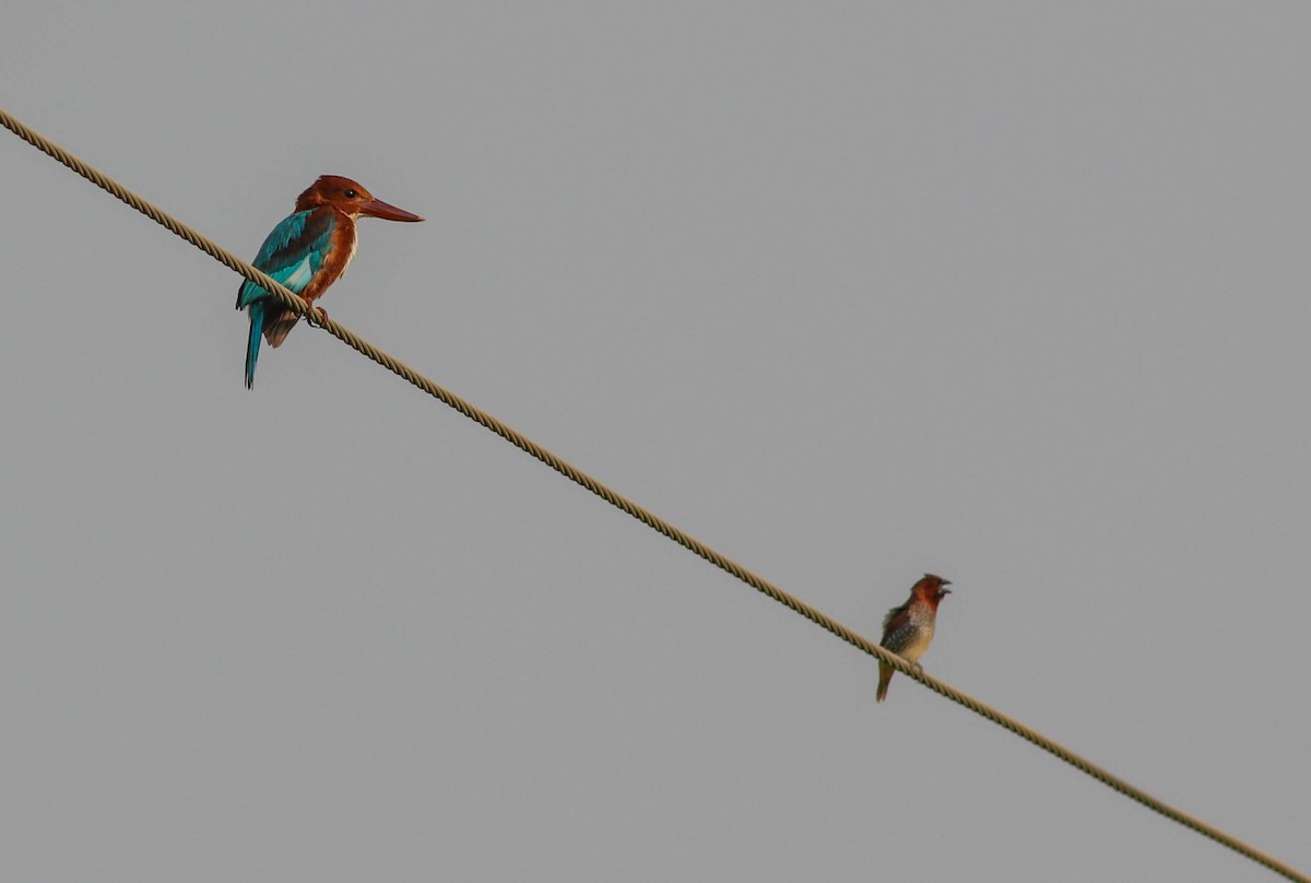 White-throated Kingfisher - ML620166477