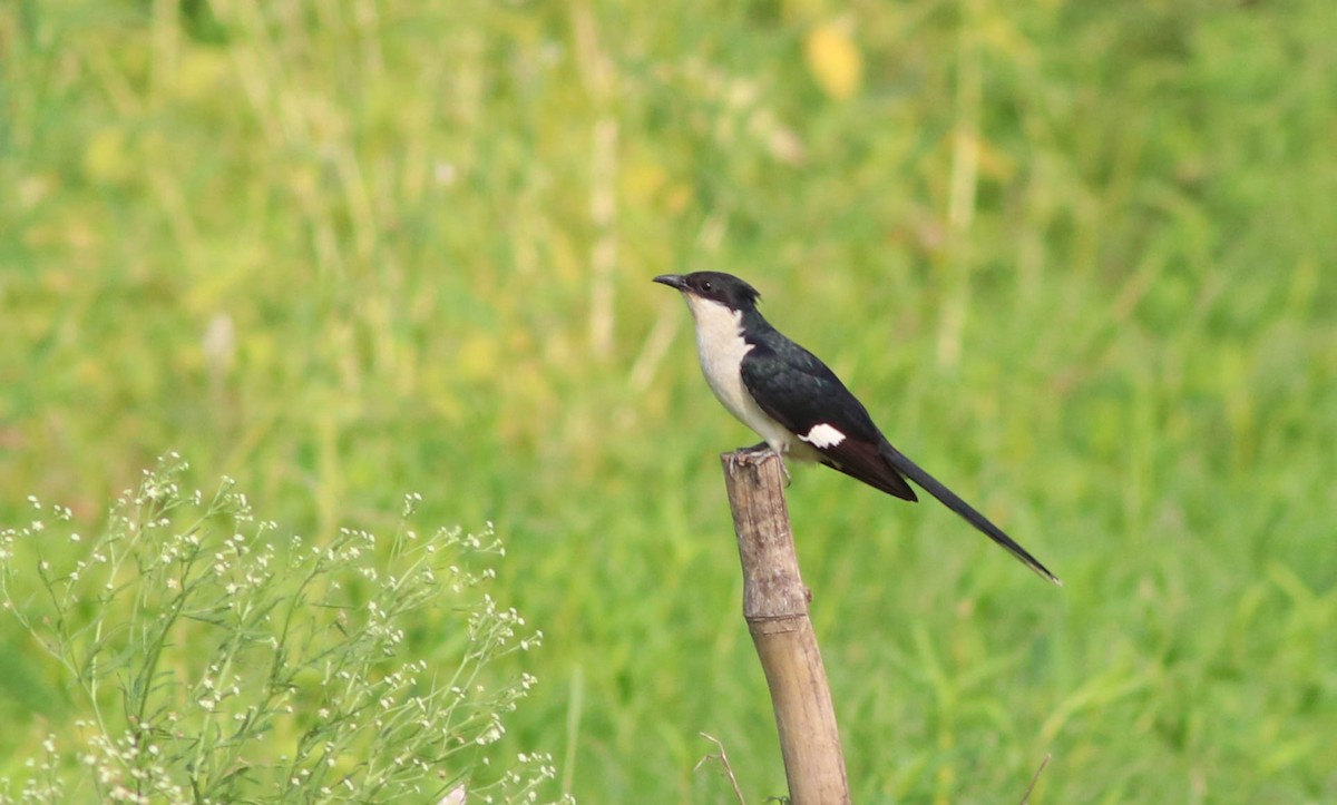 Pied Cuckoo - ML620166480