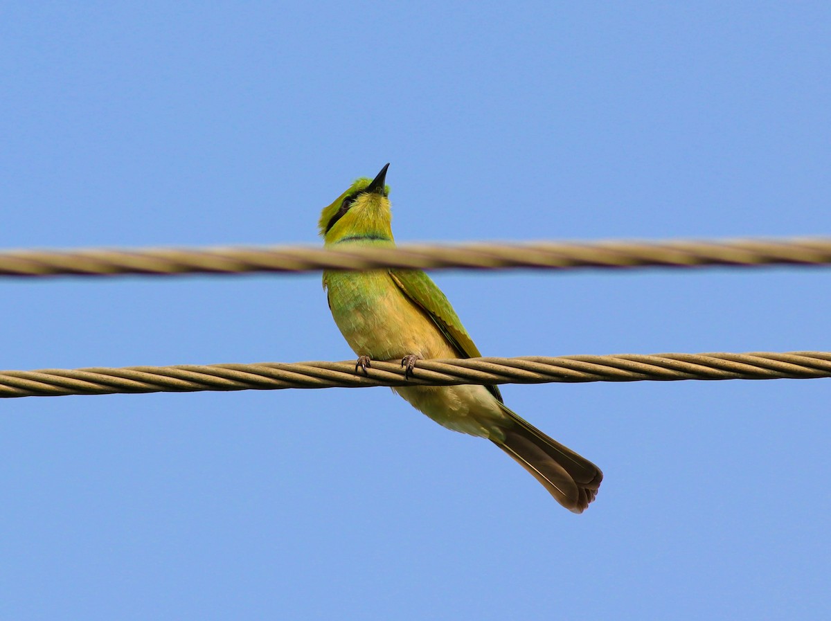 Asian Green Bee-eater - ML620166485