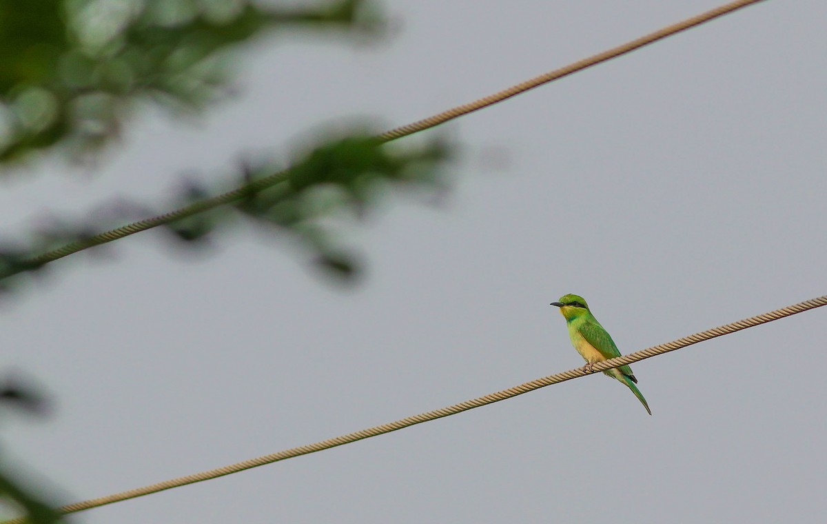 Asian Green Bee-eater - ML620166486