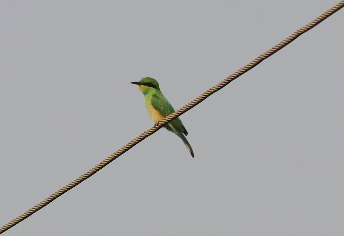 Asian Green Bee-eater - ML620166487