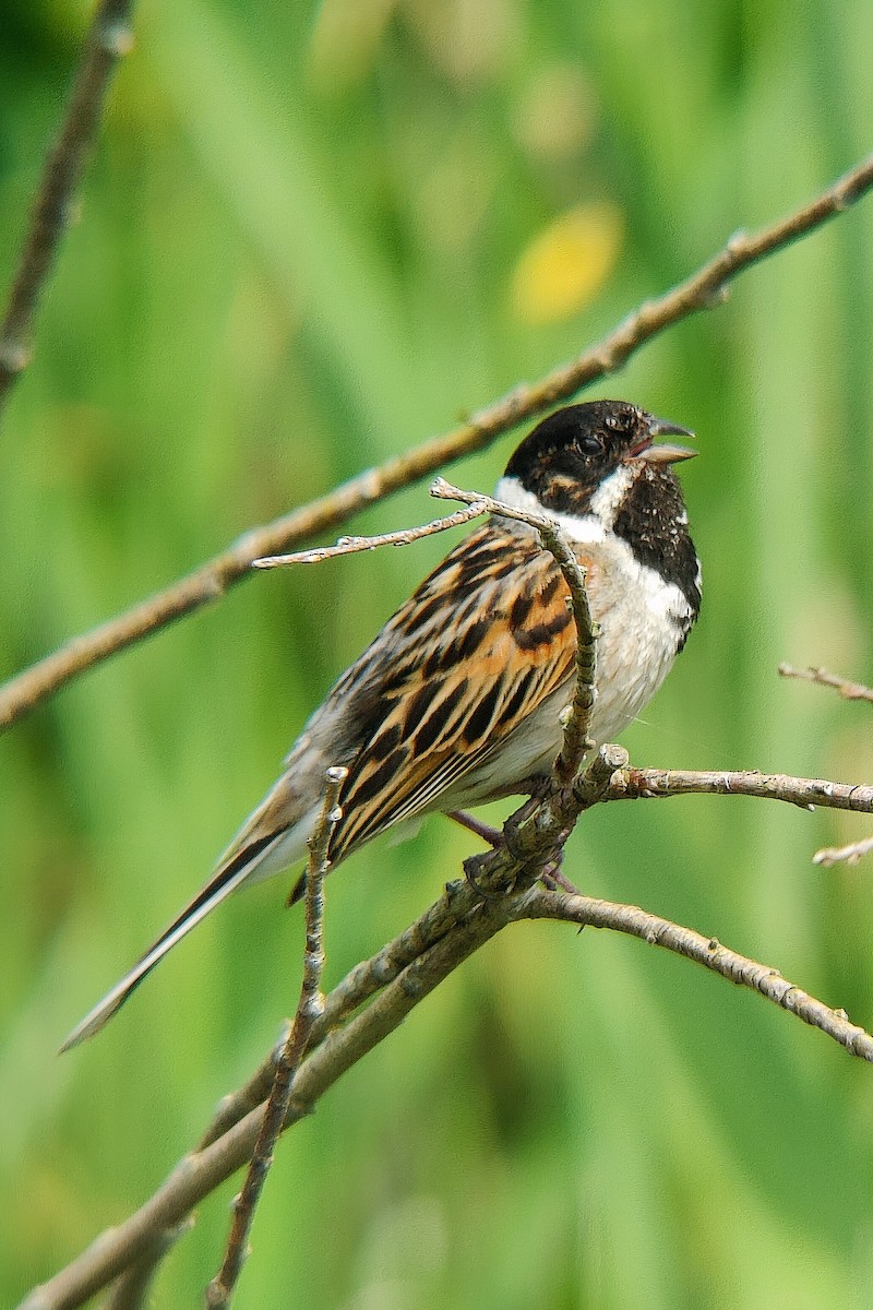 Reed Bunting - ML620166492