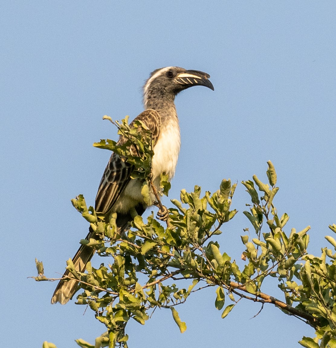 African Gray Hornbill - ML620166495