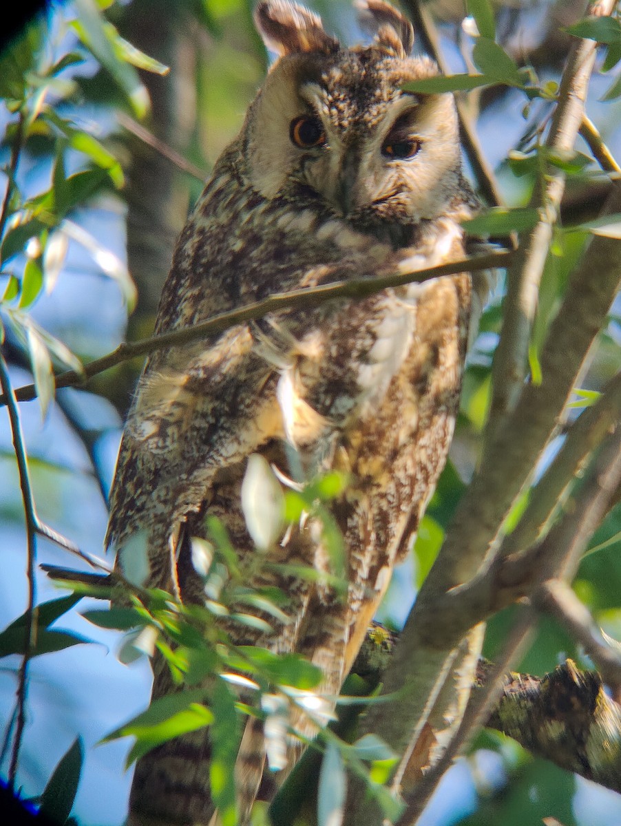 Long-eared Owl - Simon Landes