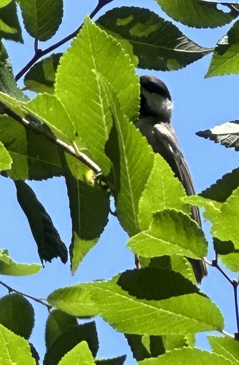 Carolina Chickadee - ML620166500