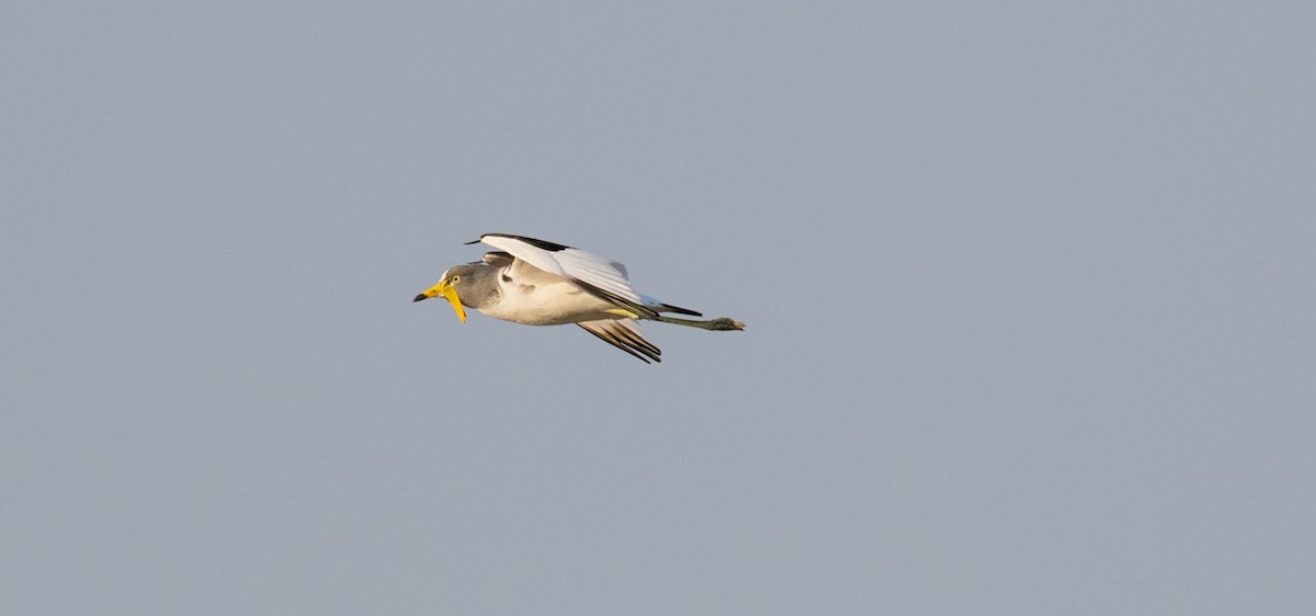 Wattled Lapwing - ML620166507