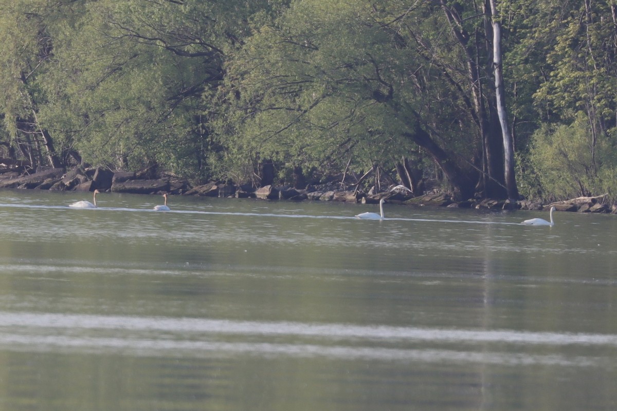 Trumpeter Swan - ML620166508