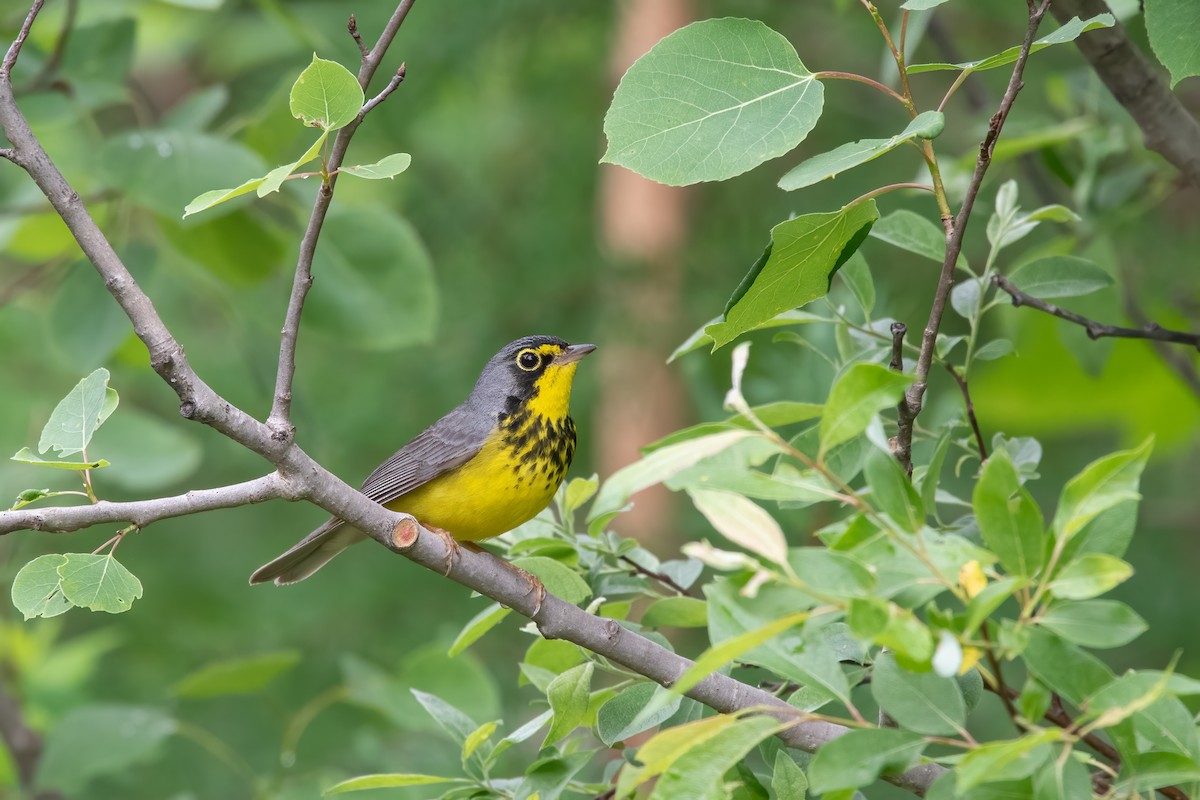 Canada Warbler - ML620166518