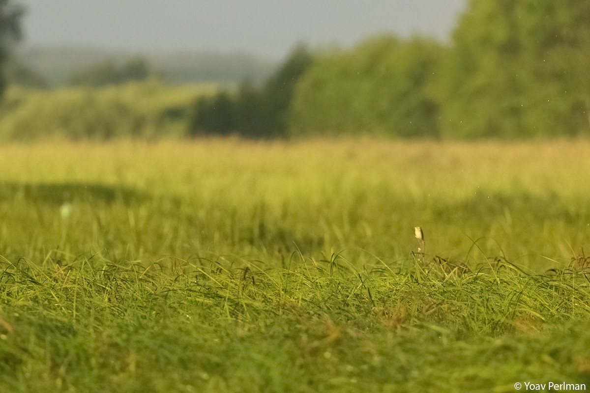 Aquatic Warbler - ML620166520