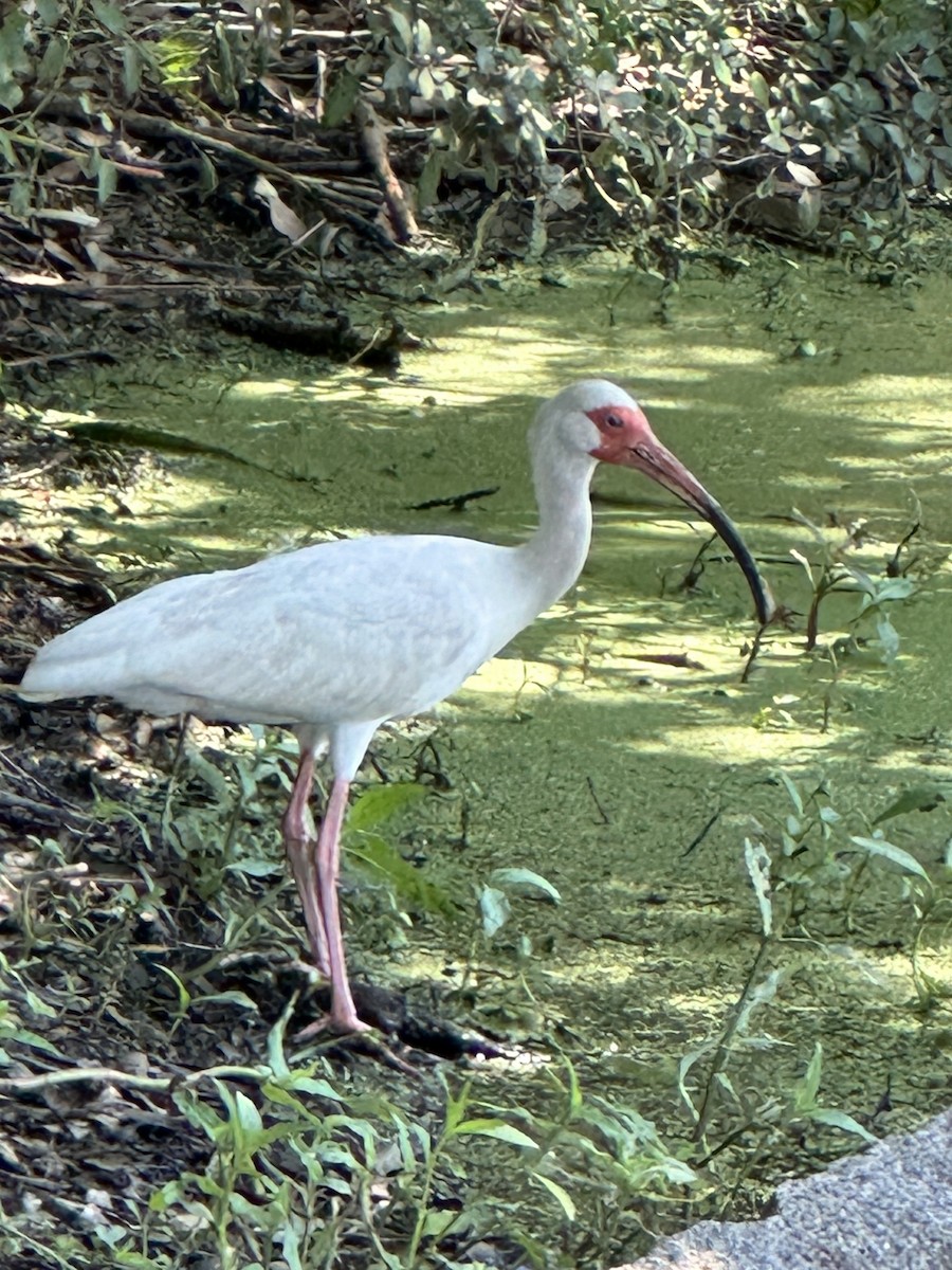 ibis bílý - ML620166522