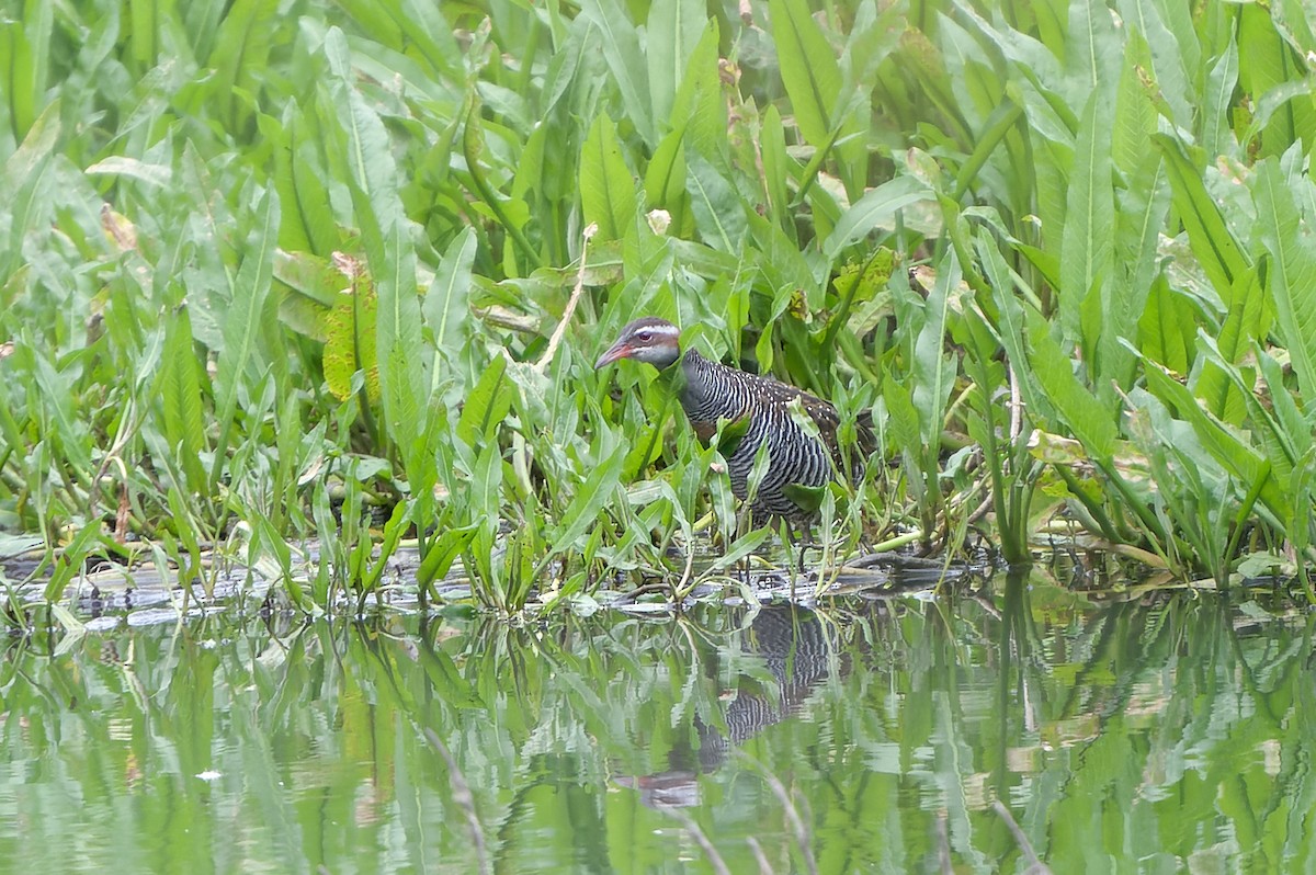 Buff-banded Rail - ML620166525