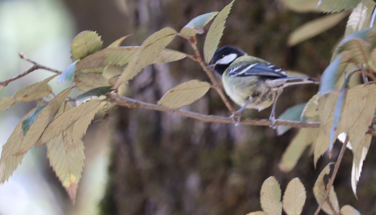 Green-backed Tit - ML620166529