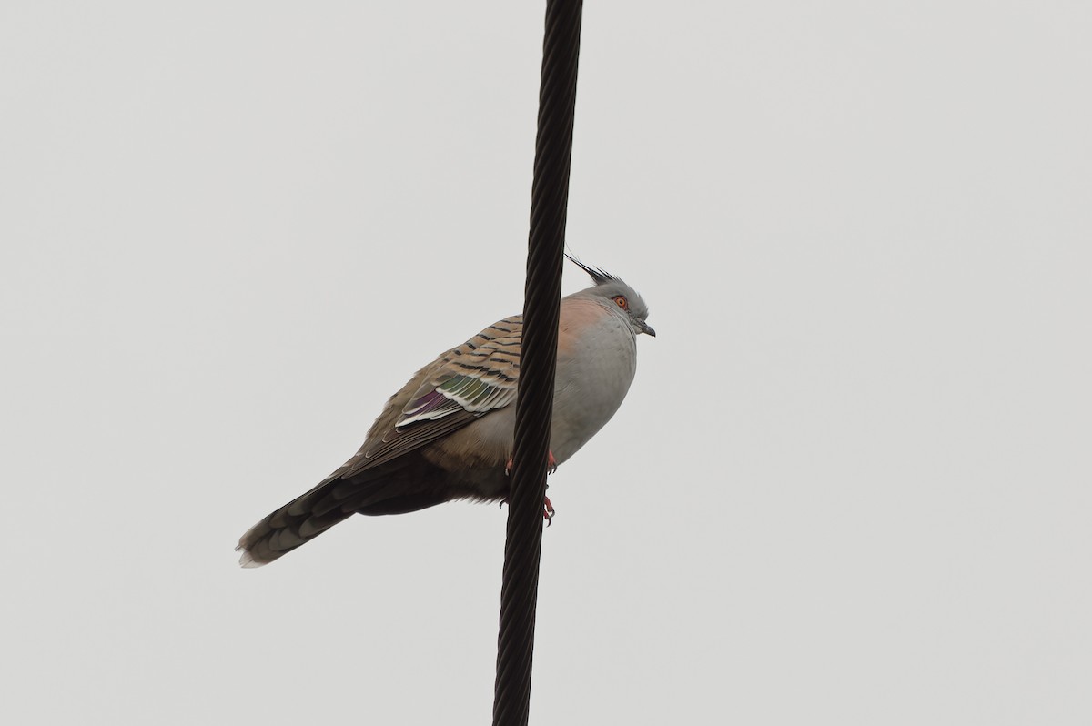 Crested Pigeon - ML620166532