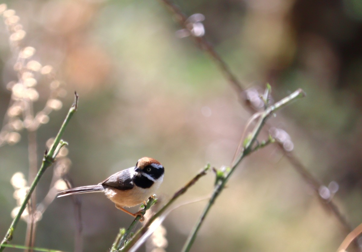 Black-throated Tit - ML620166534