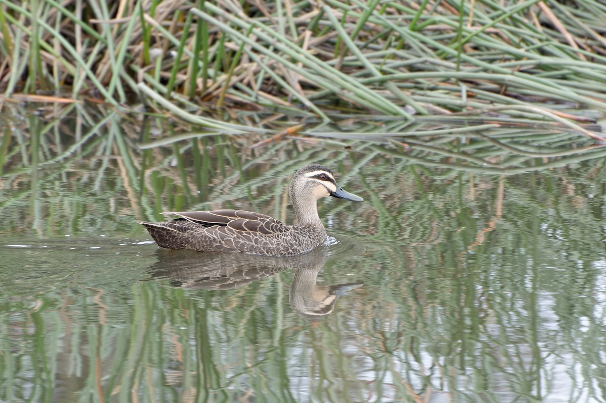 Canard à sourcils - ML620166536