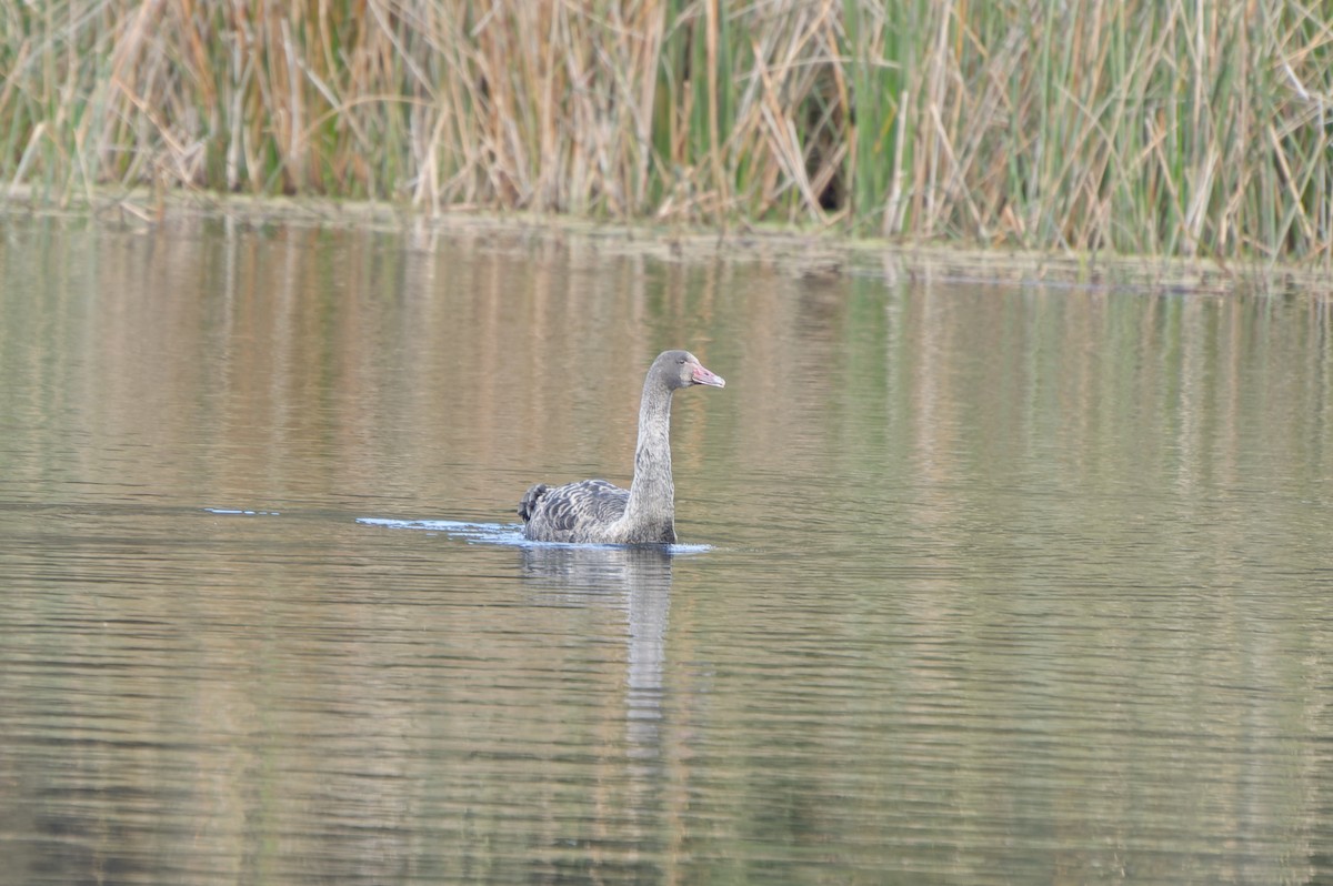 Cygne noir - ML620166548