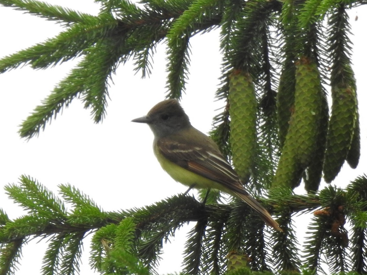 Great Crested Flycatcher - André St Pierre Aline Beauchemin