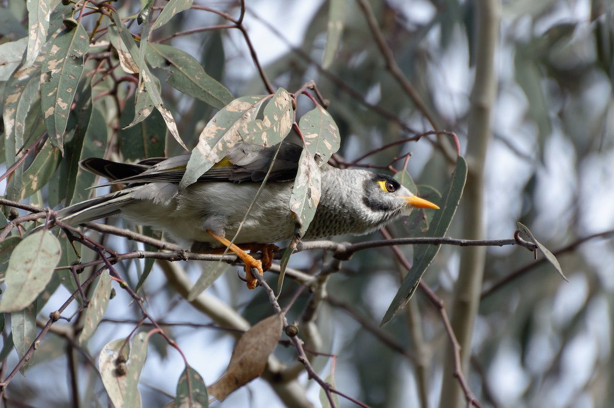 Noisy Miner - ML620166552