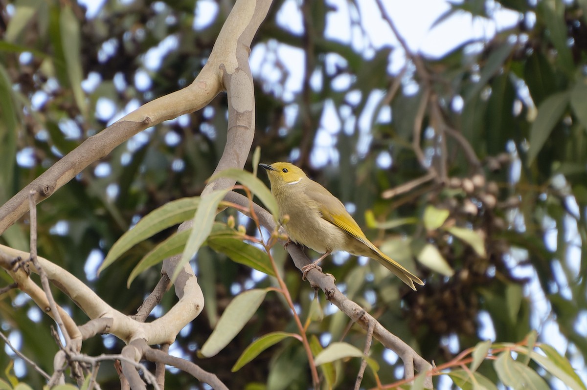 White-plumed Honeyeater - ML620166553