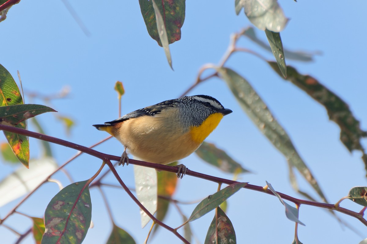 Spotted Pardalote - ML620166554