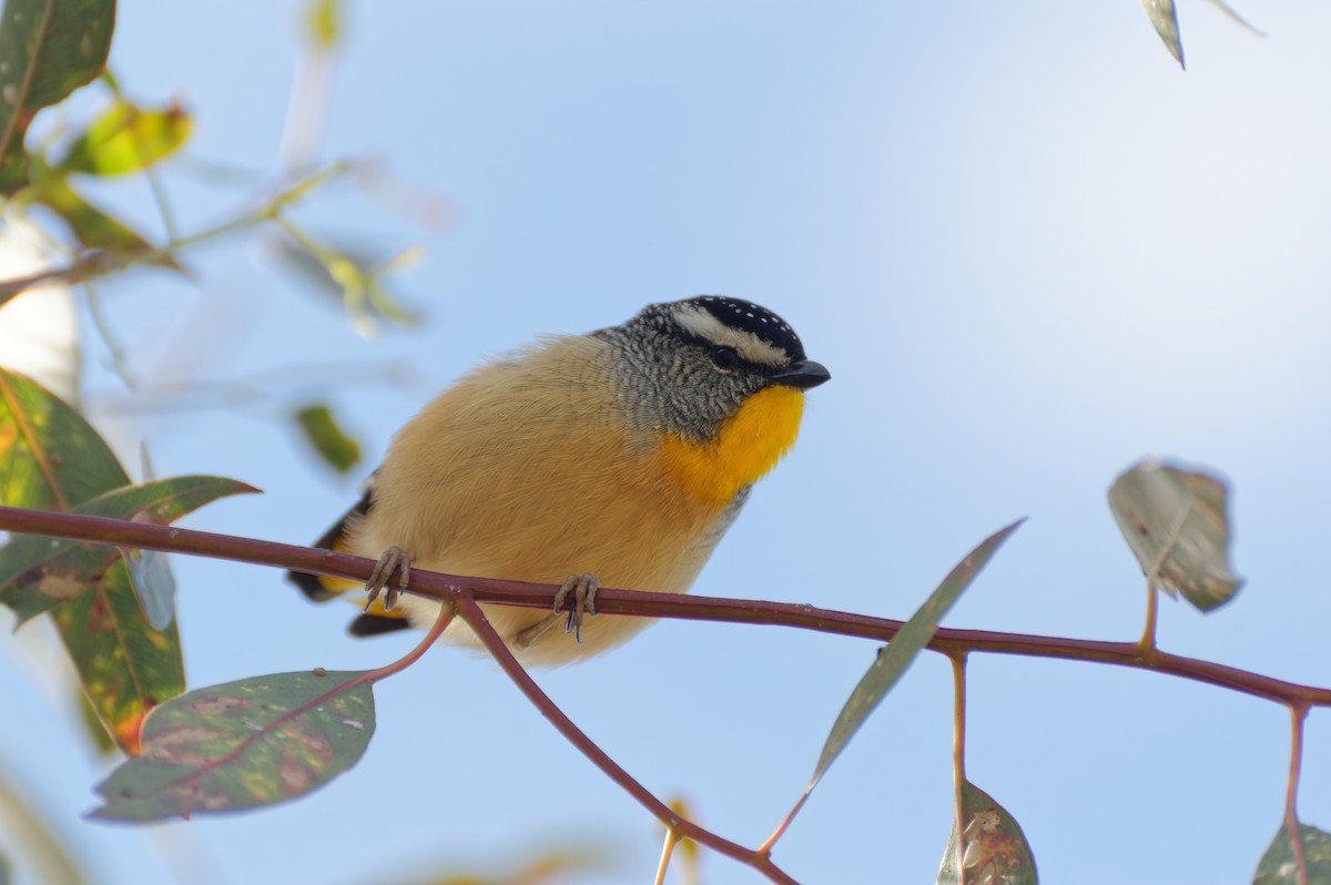 Pardalote Moteado - ML620166557