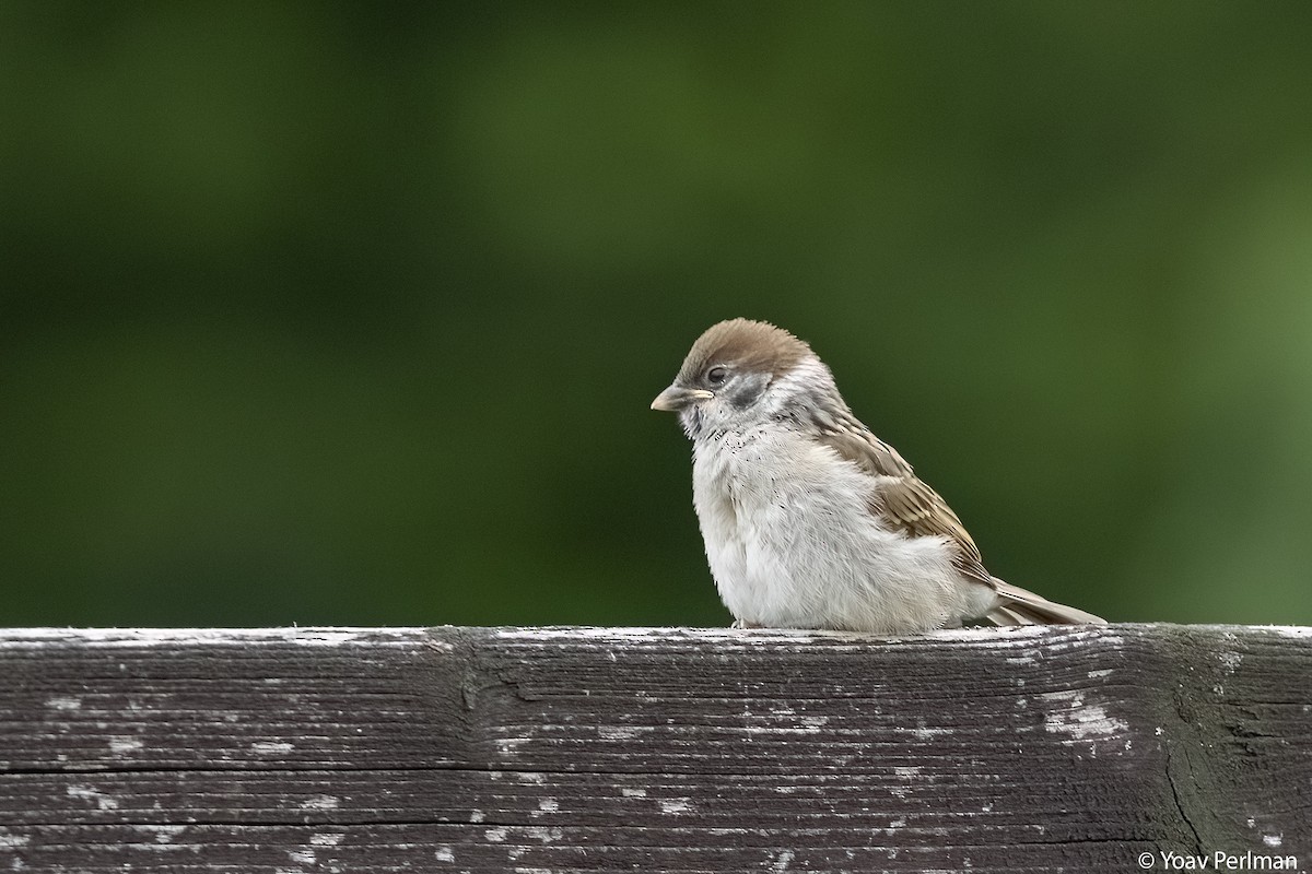 Eurasian Tree Sparrow - ML620166565