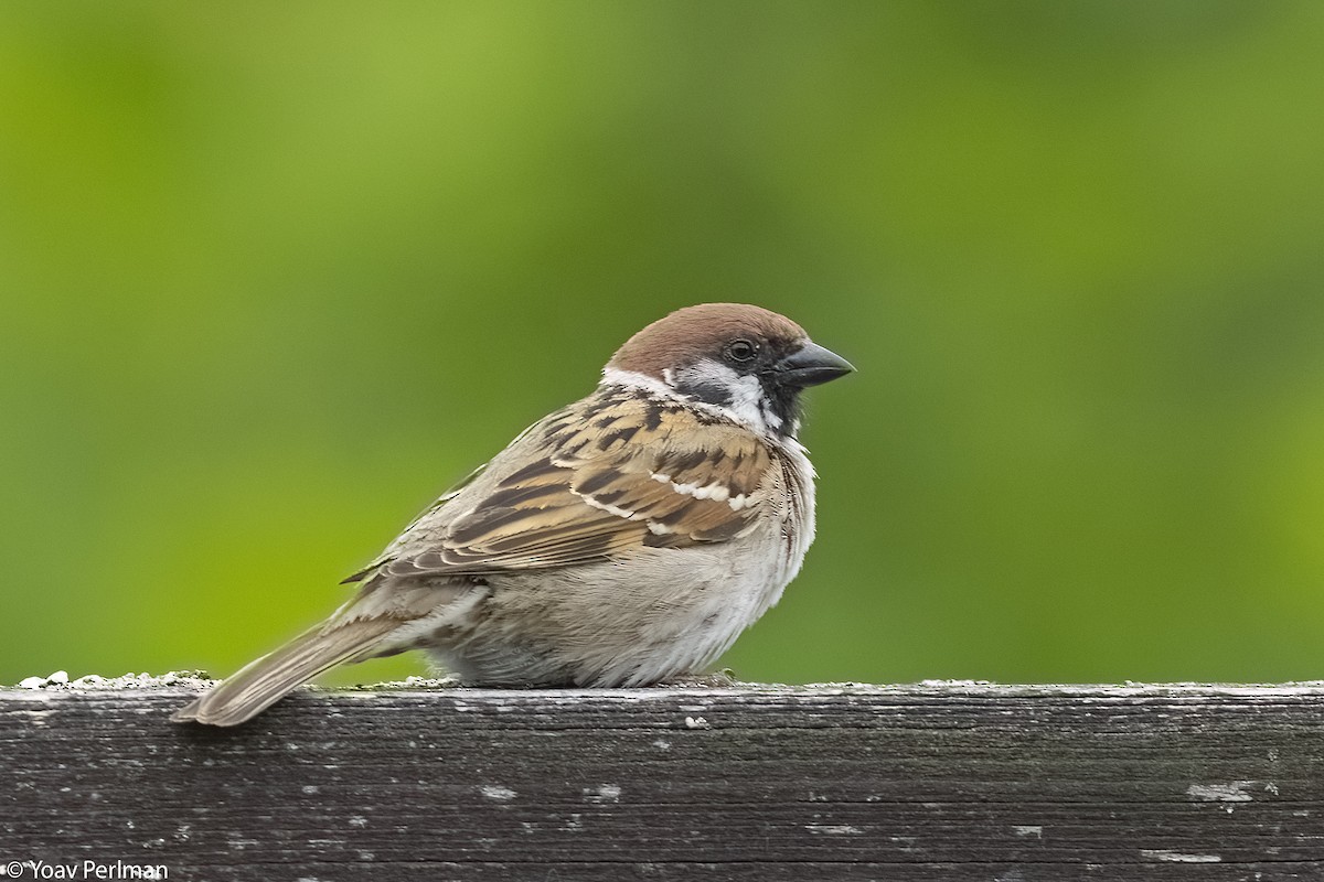 Eurasian Tree Sparrow - ML620166566