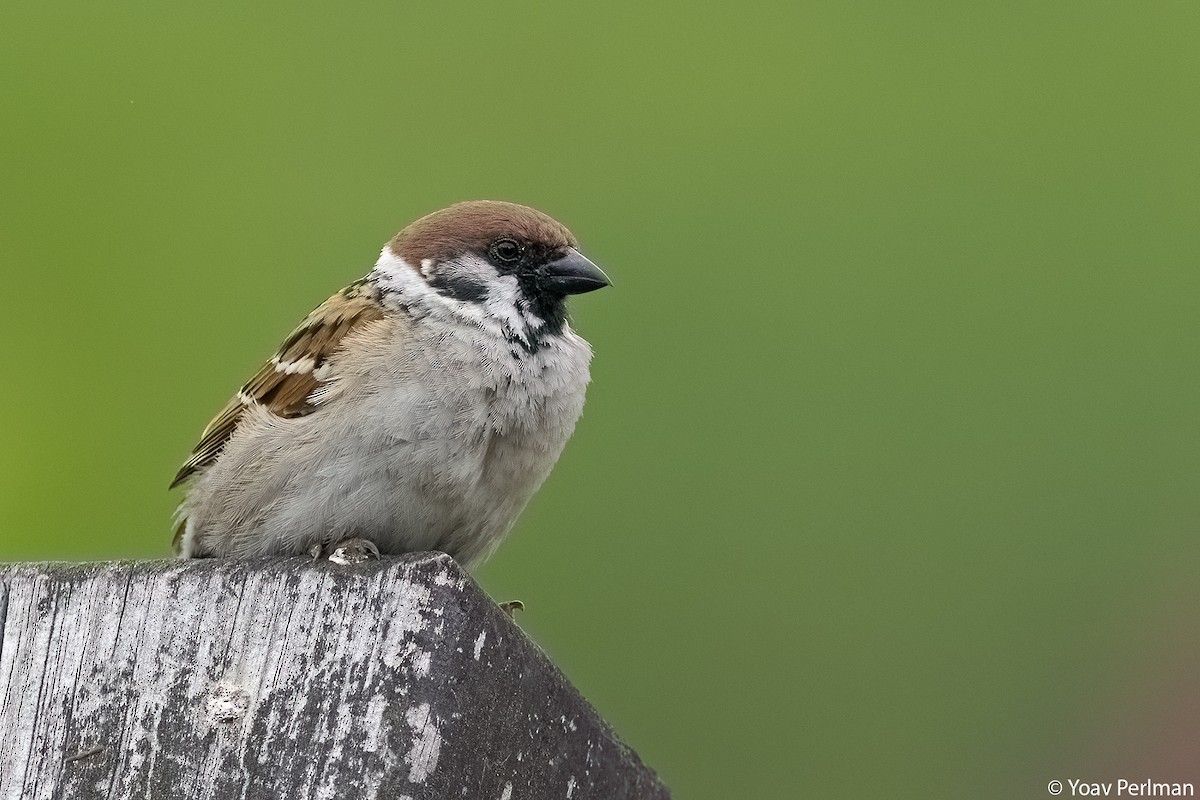 Eurasian Tree Sparrow - ML620166567