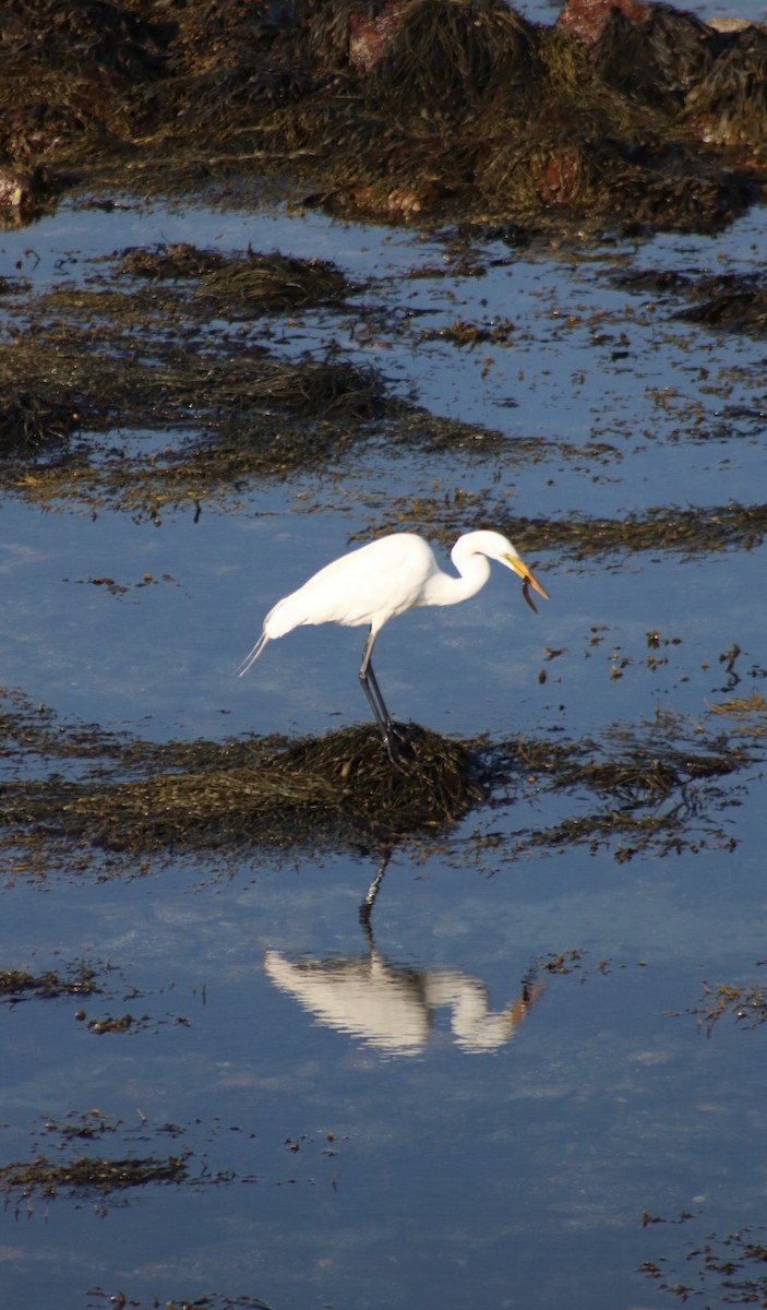 Great Egret - ML620166568