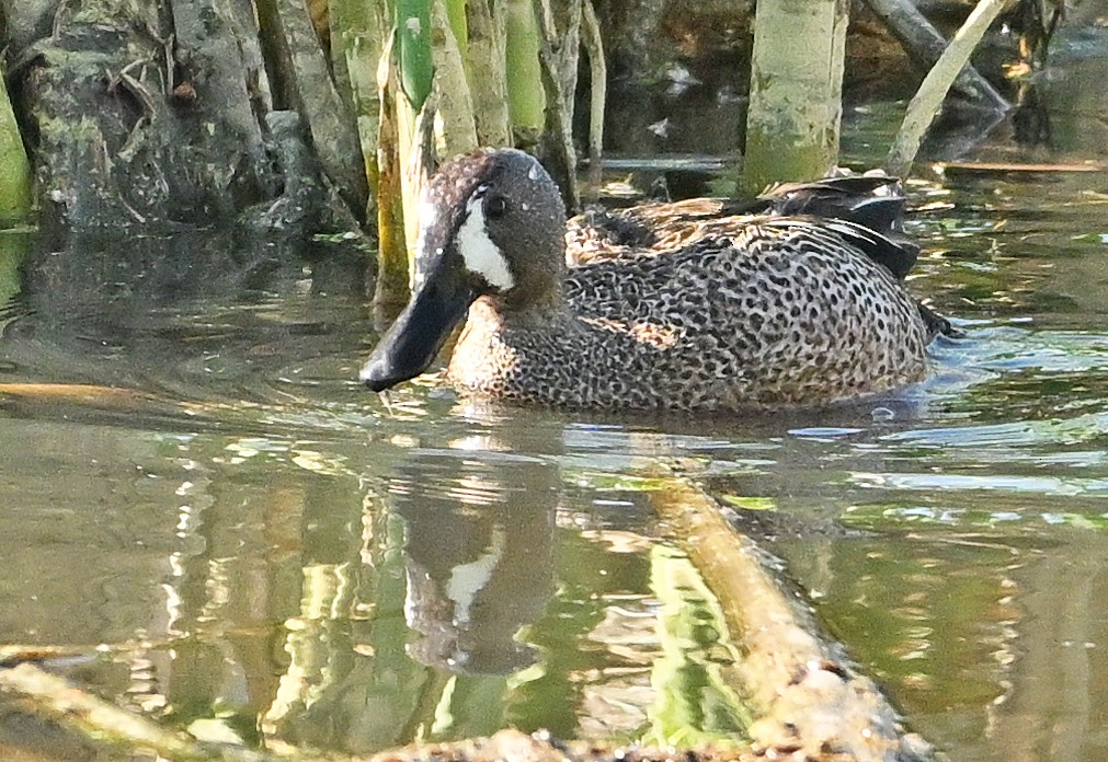 American Wigeon - ML620166569