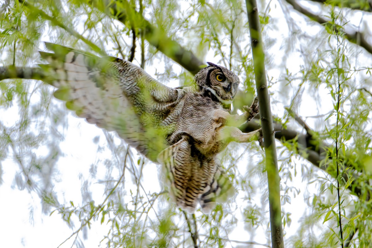 Lesser Horned Owl - ML620166574