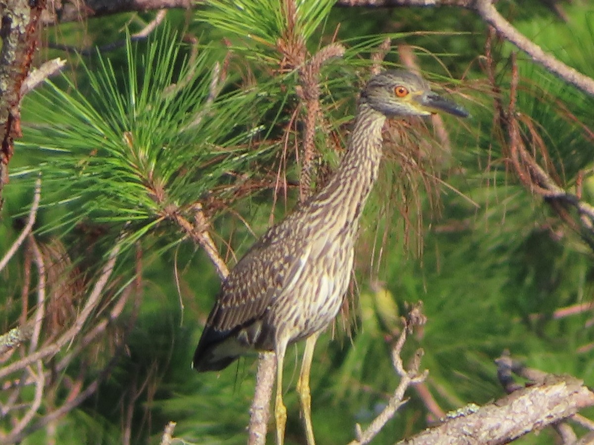 Yellow-crowned Night Heron - ML620166576