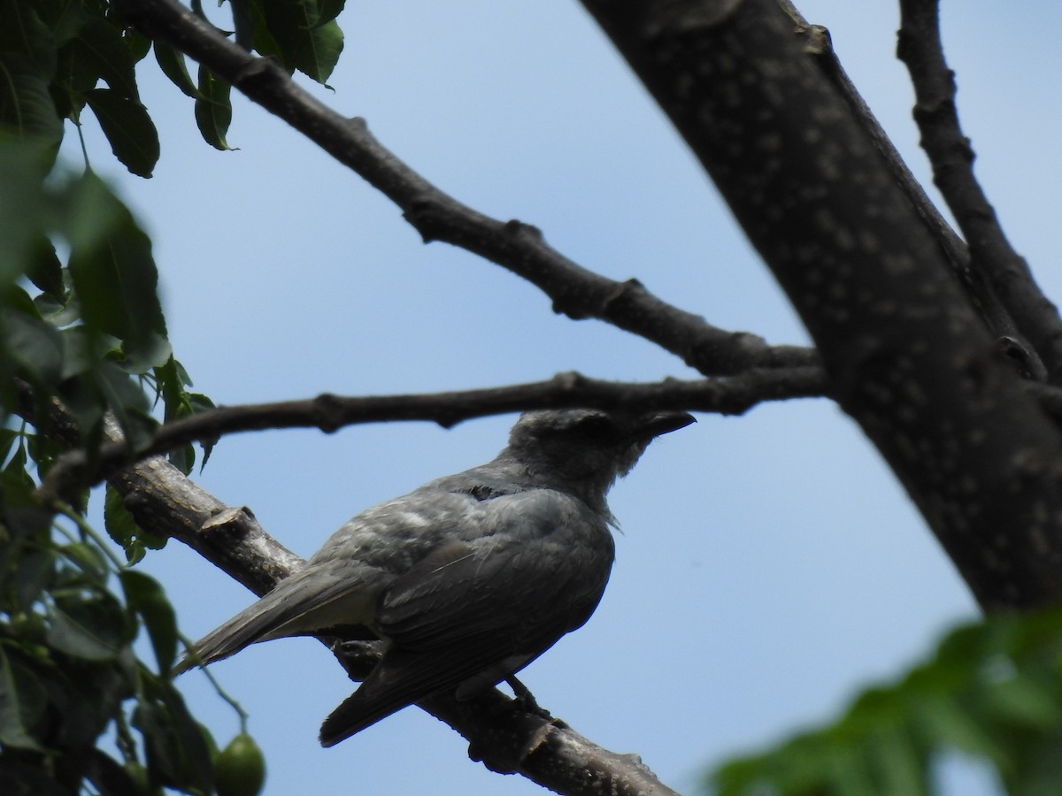 Large Cuckooshrike - ML620166577