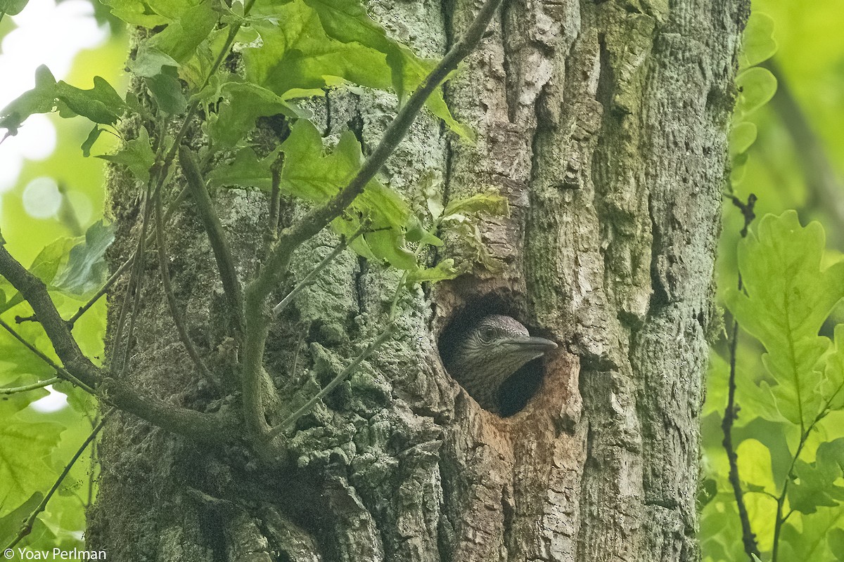 Gray-headed Woodpecker - ML620166583