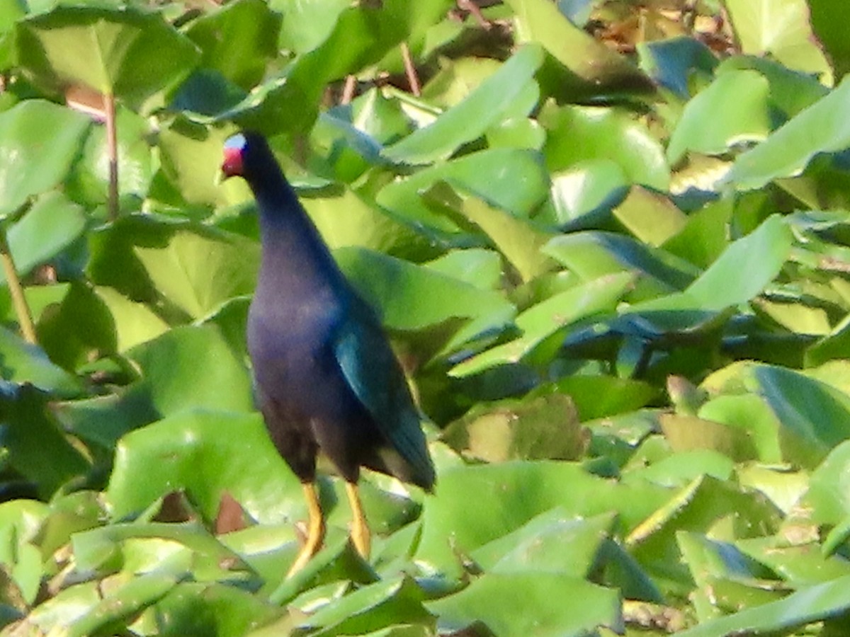 Purple Gallinule - ML620166584