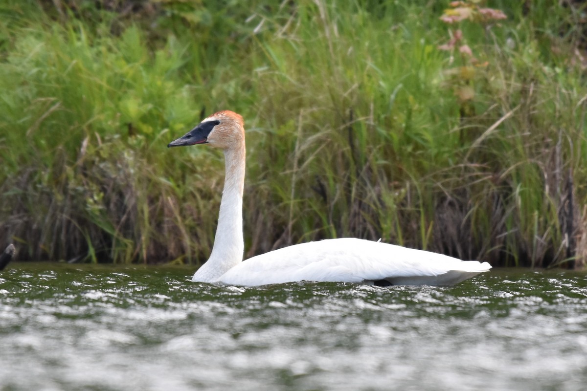 Trumpeter Swan - ML620166586