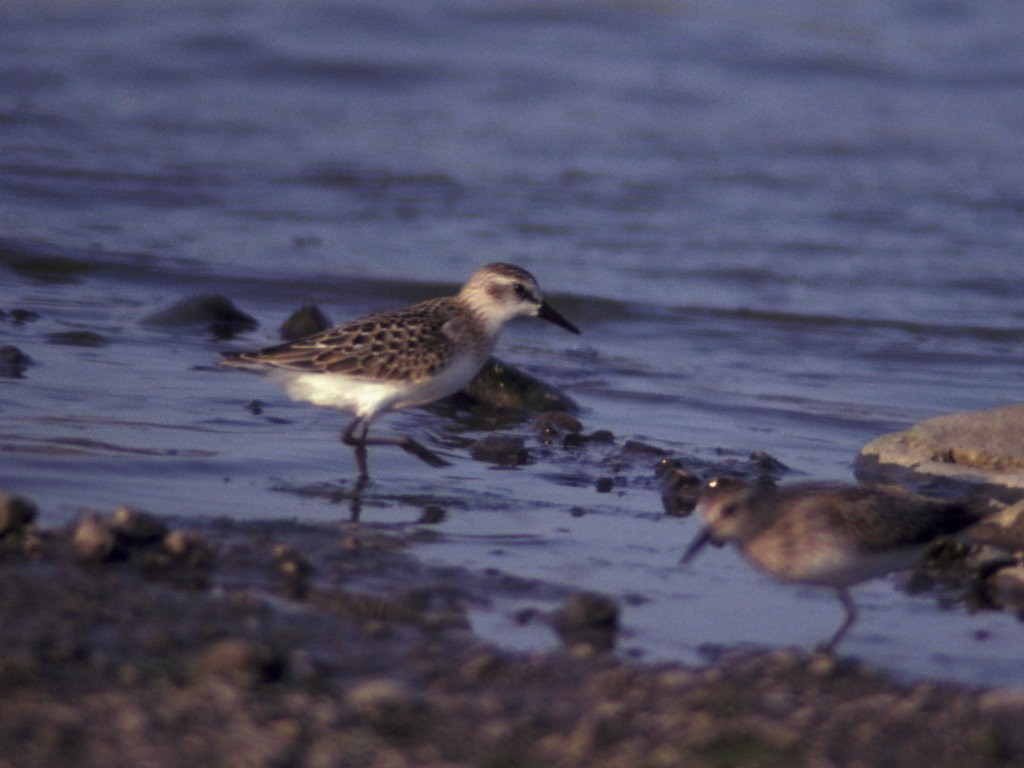 Semipalmated Sandpiper - ML620166590