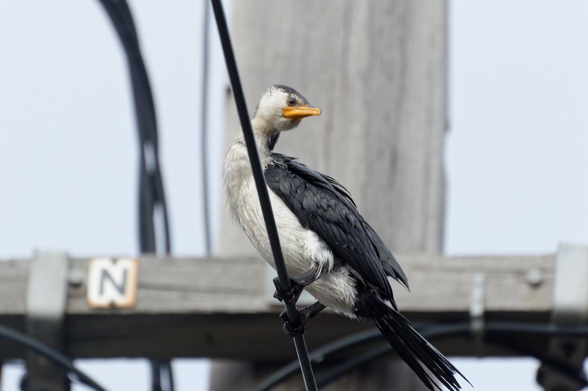 Little Pied Cormorant - ML620166591