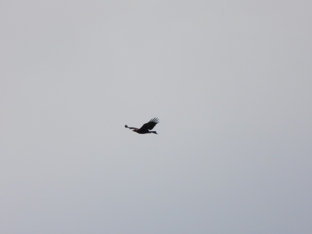 Wedge-tailed Eagle - ML620166595