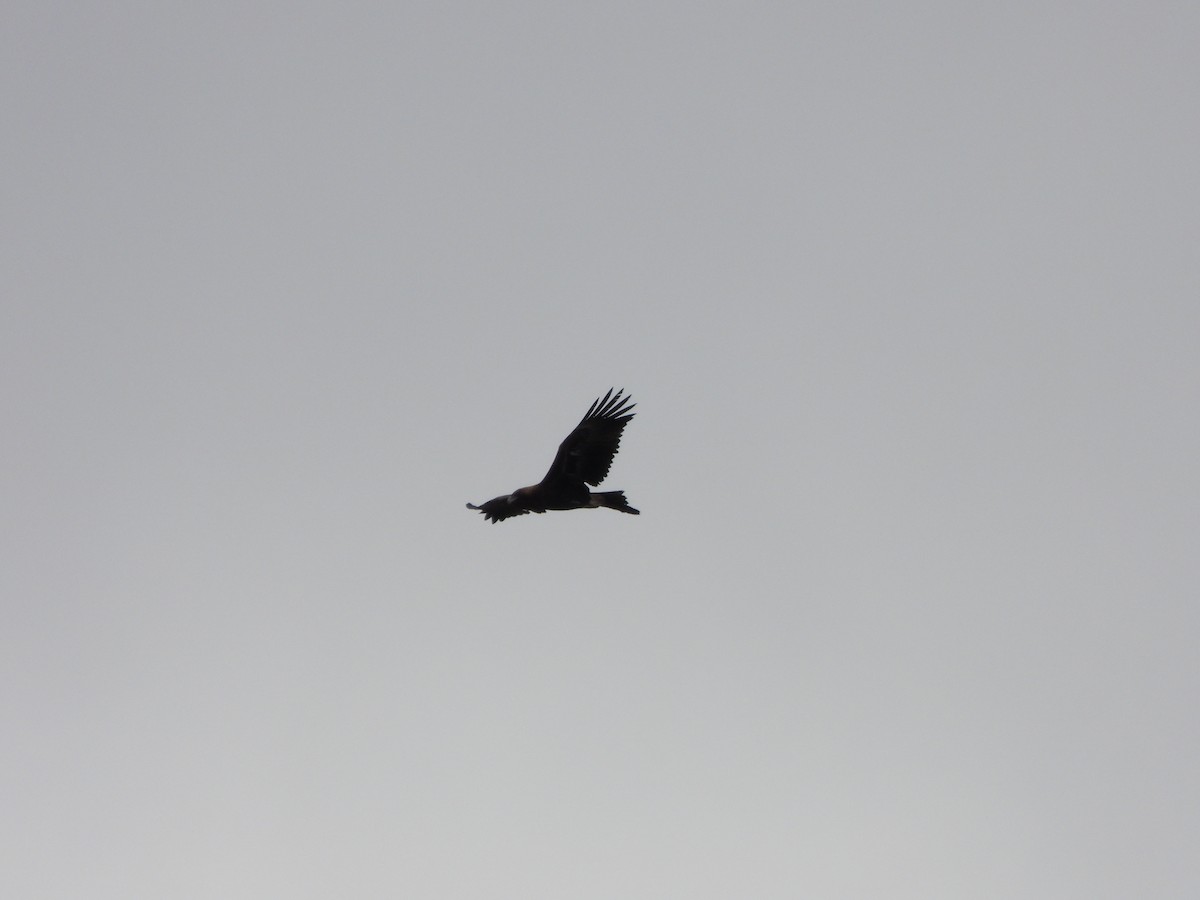 Wedge-tailed Eagle - ML620166604