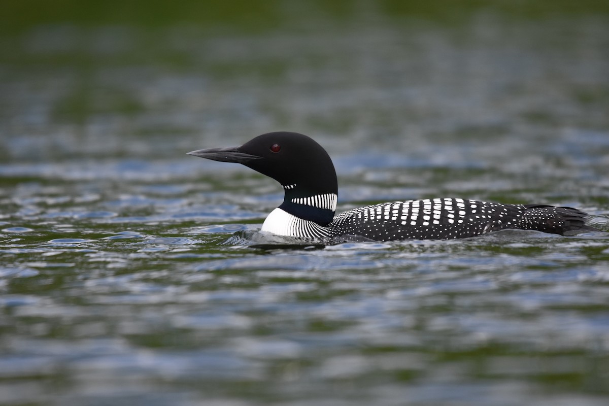 Common Loon - Ben Stubbs