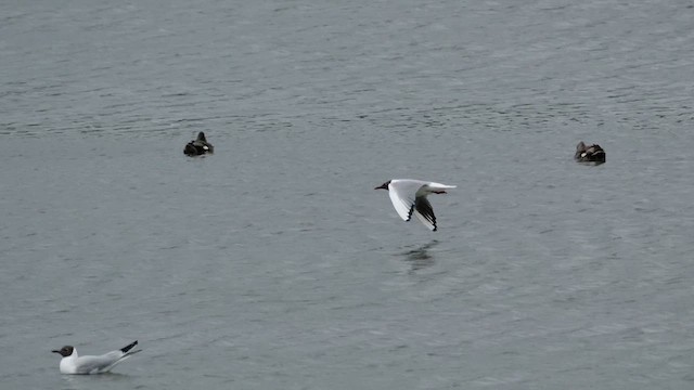 Mouette rieuse - ML620166606