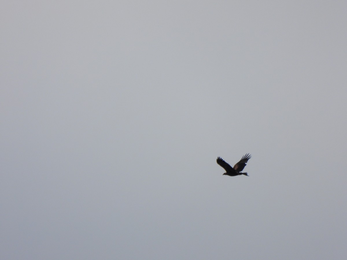 Wedge-tailed Eagle - ML620166608